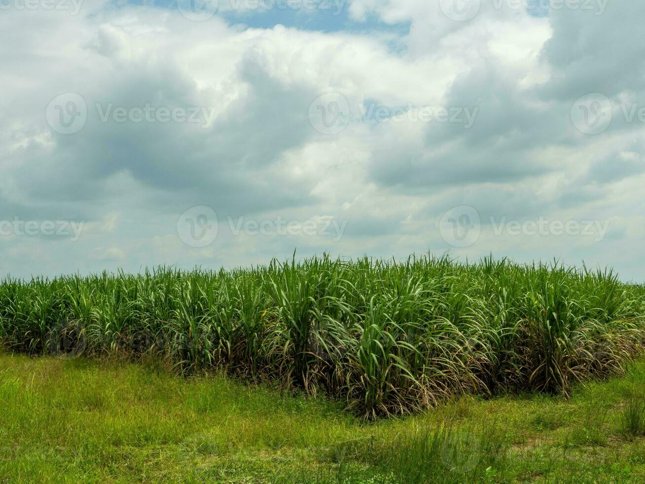 suikerstok velden, blauw lucht en Doorzichtig lucht dagen in Thailand. foto