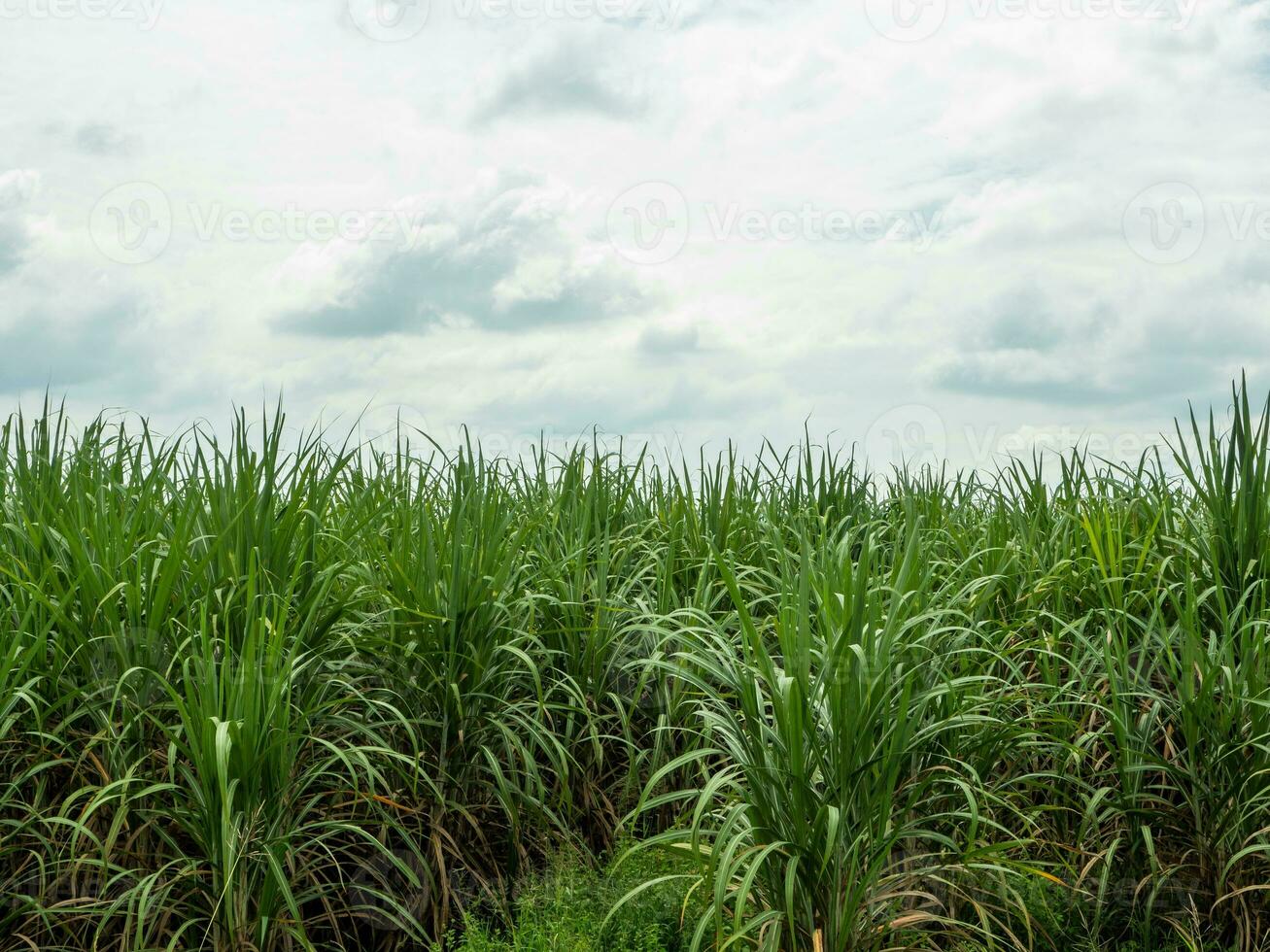 suikerstok velden, blauw lucht en Doorzichtig lucht dagen in Thailand. foto