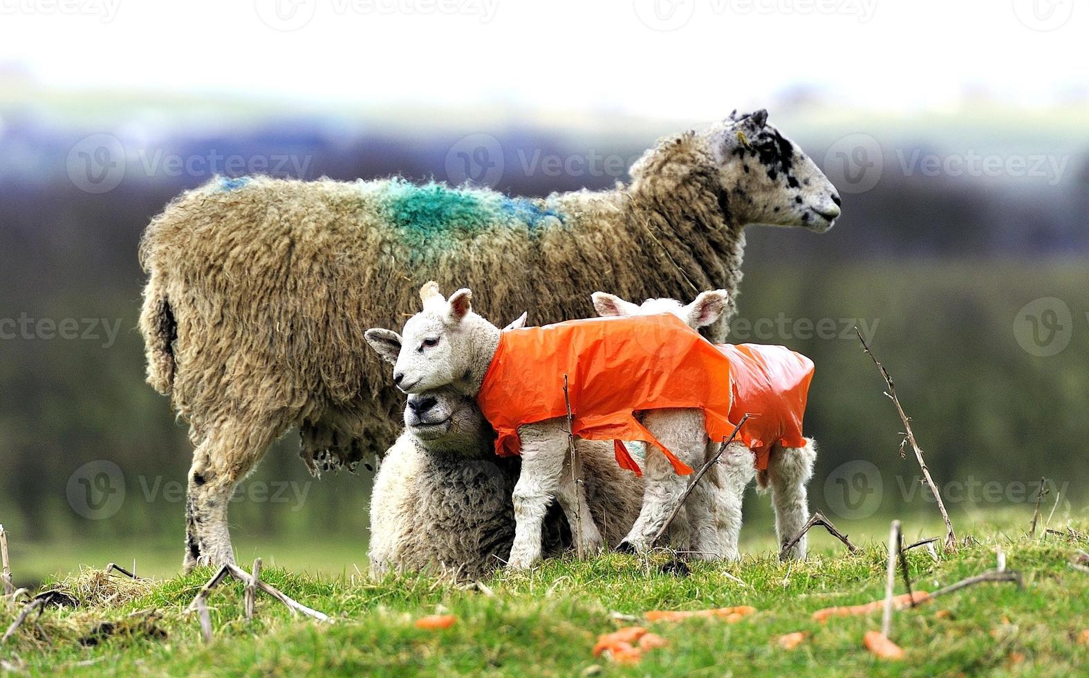 familie tijd met mama foto