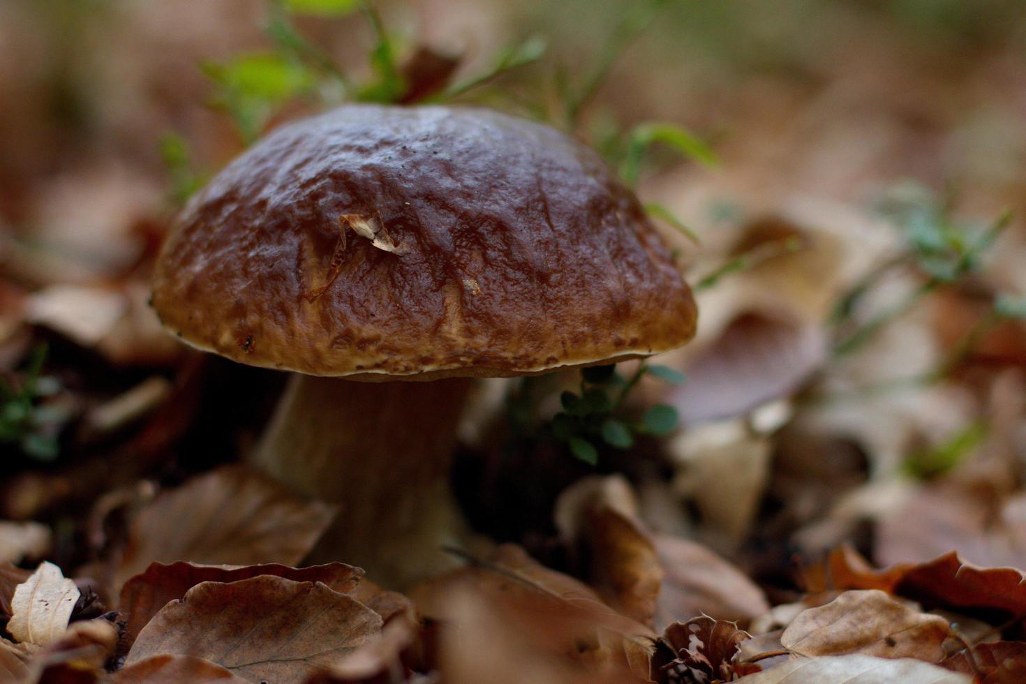 boletus in herfstbos, natuurlijke herfstoogst foto