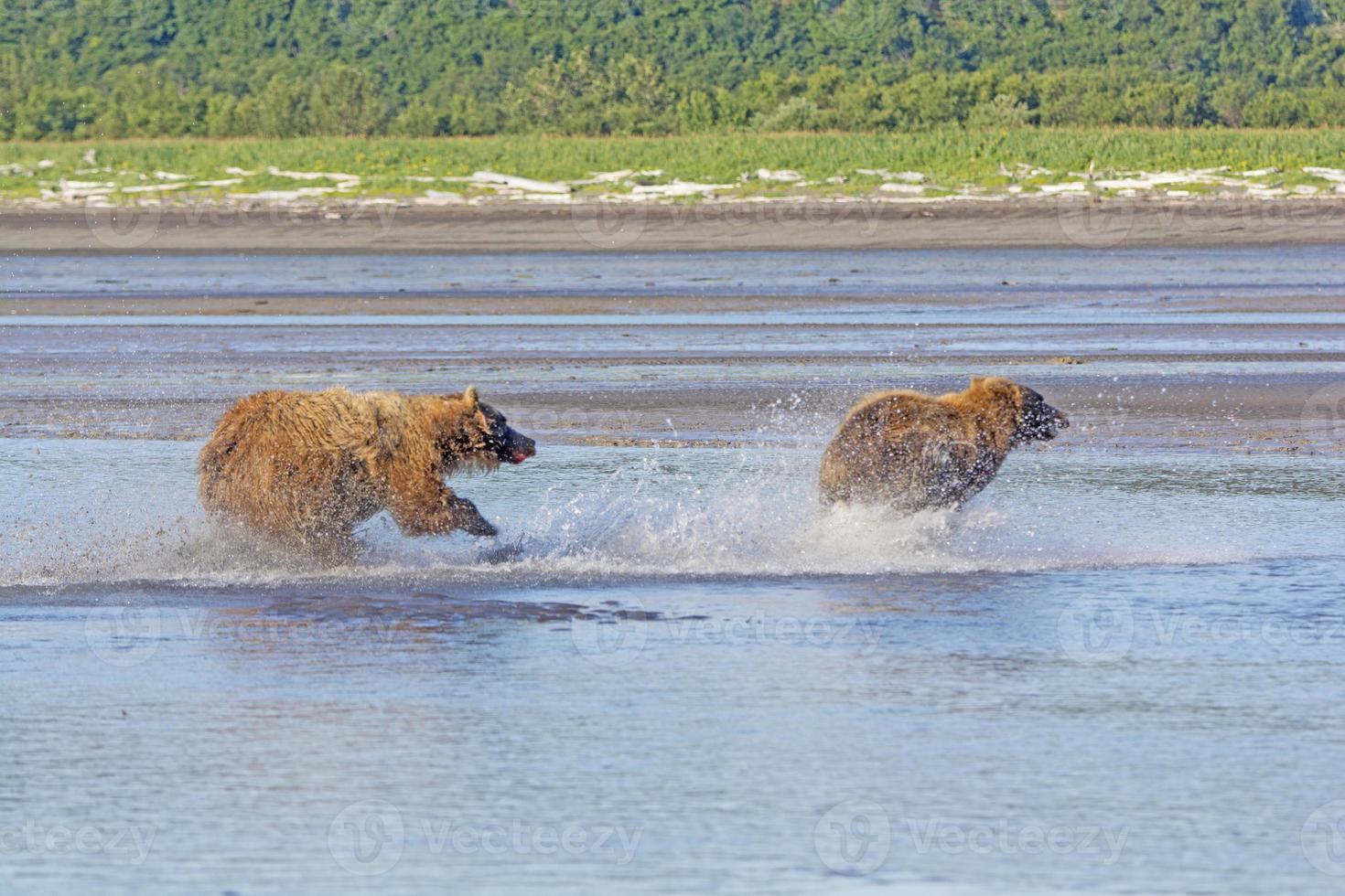 grizzly die een concurrent verjaagt foto