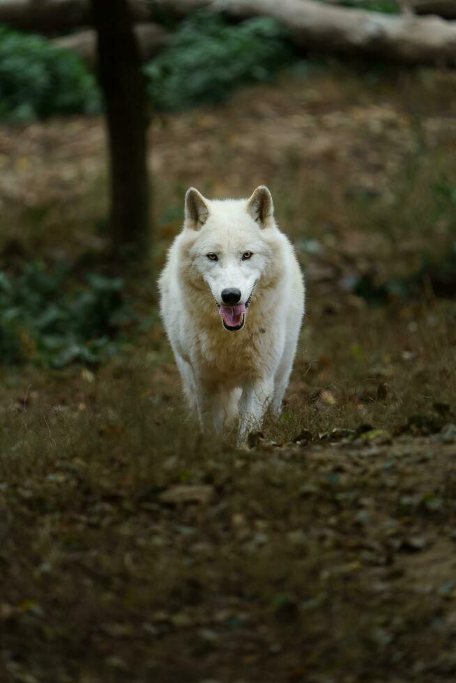 portret van arctisch wolf in dierentuin foto