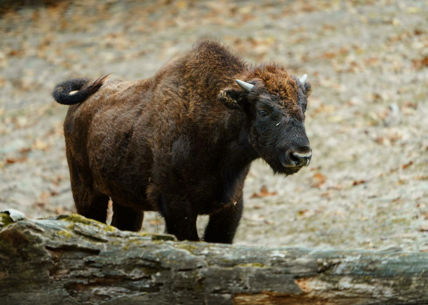 portret van Amerikaans bizon in dierentuin foto