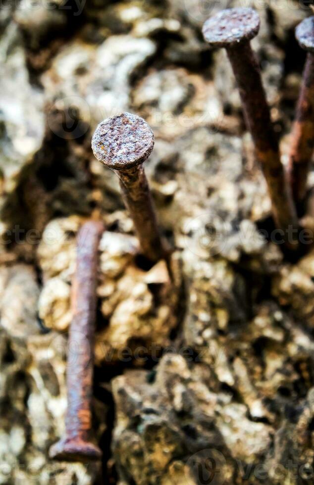 de oude spijker op de boom geslagen foto