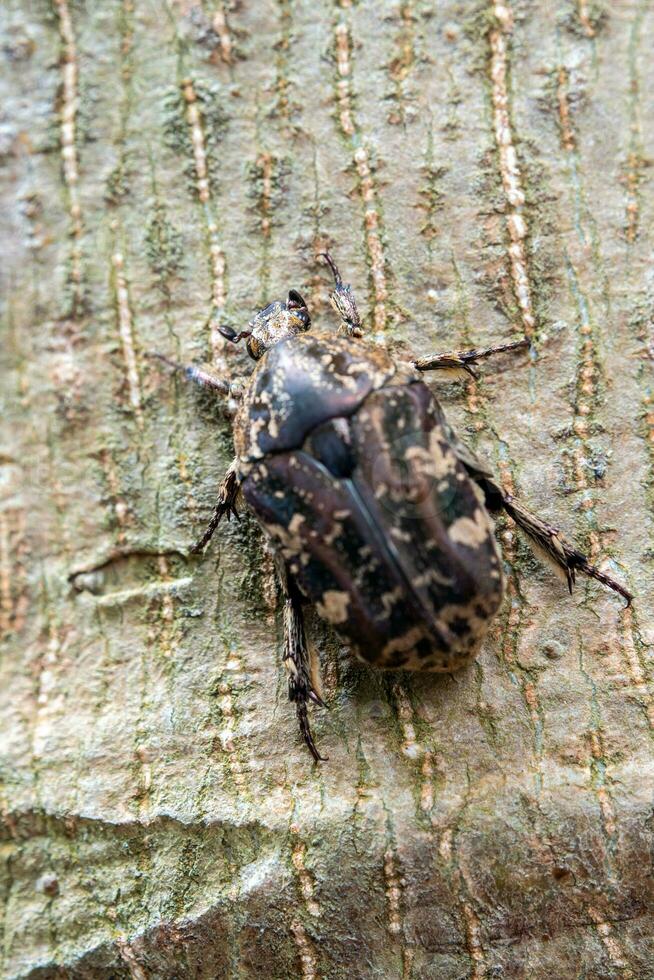 harig chafer scarabee kruipen Aan de romp van de boom foto