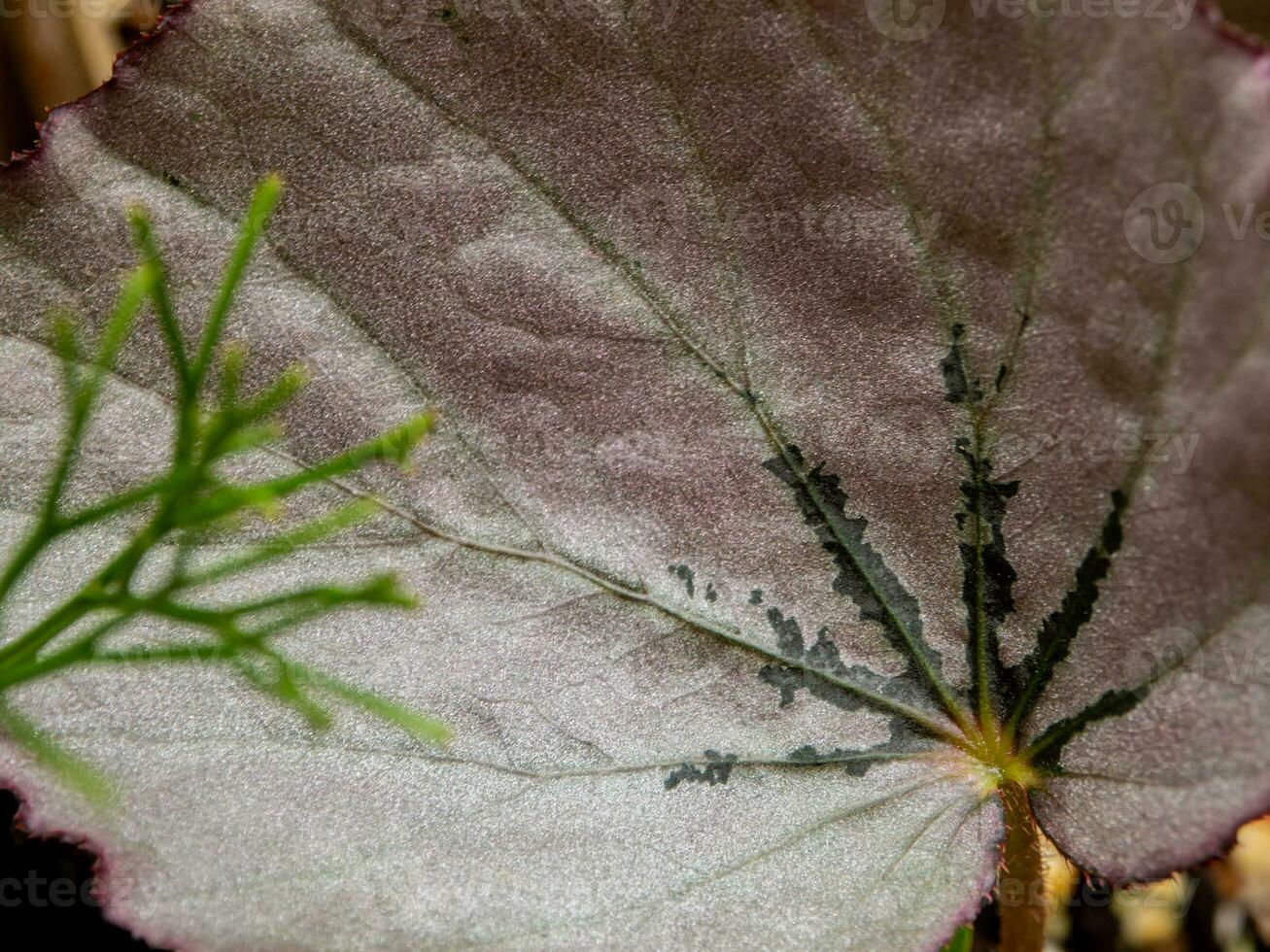 sprankelend zilver flikkering Aan de oppervlakte van begonia blad foto