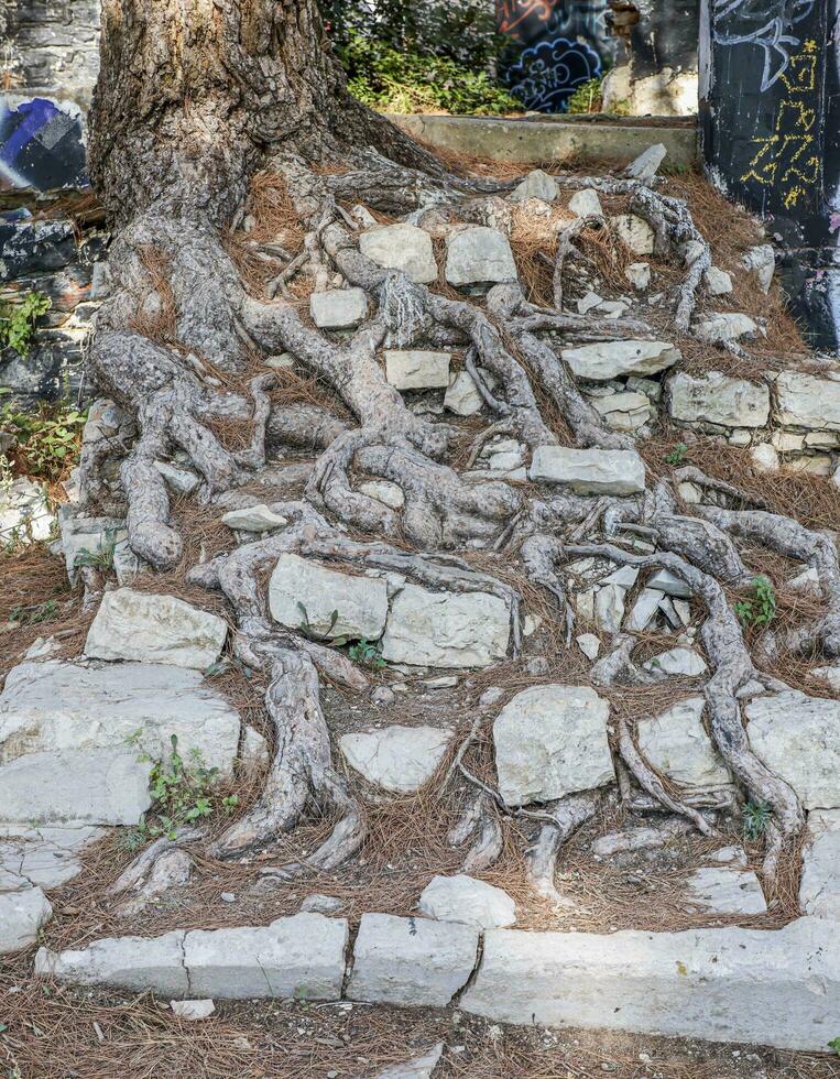 afbeelding van boom wortels overgroeien een oud steen trappenhuis foto