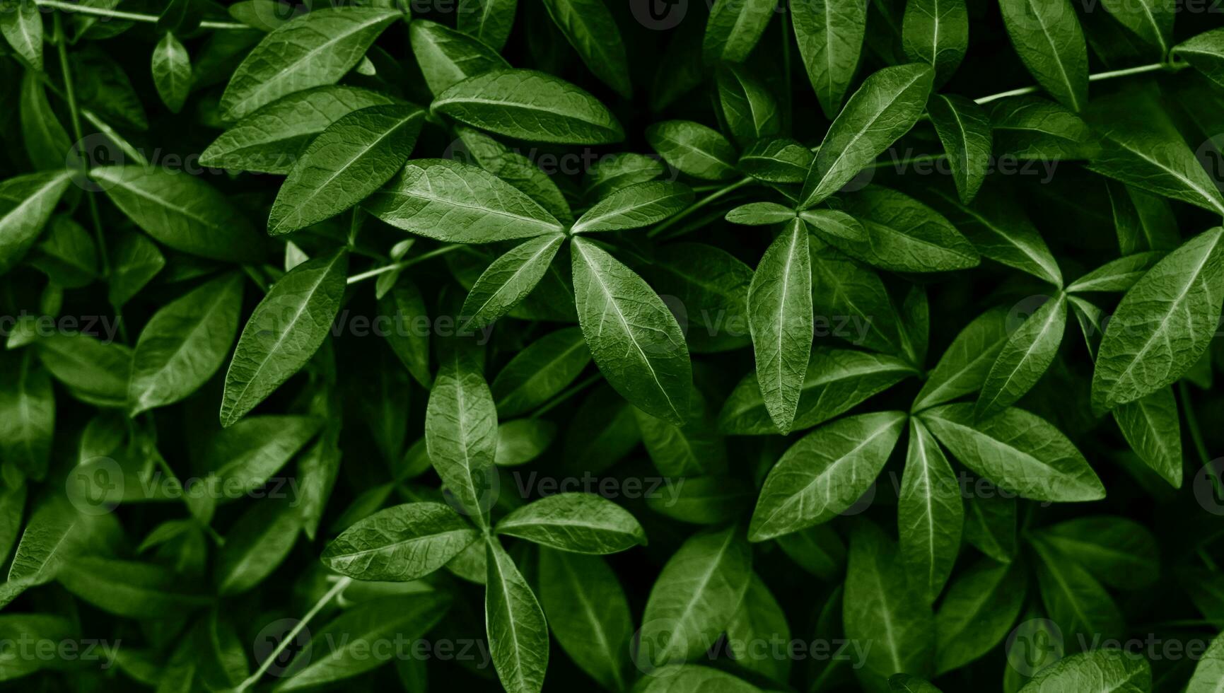 natuurlijk achtergrond van groen bladeren. selectief focus. foto