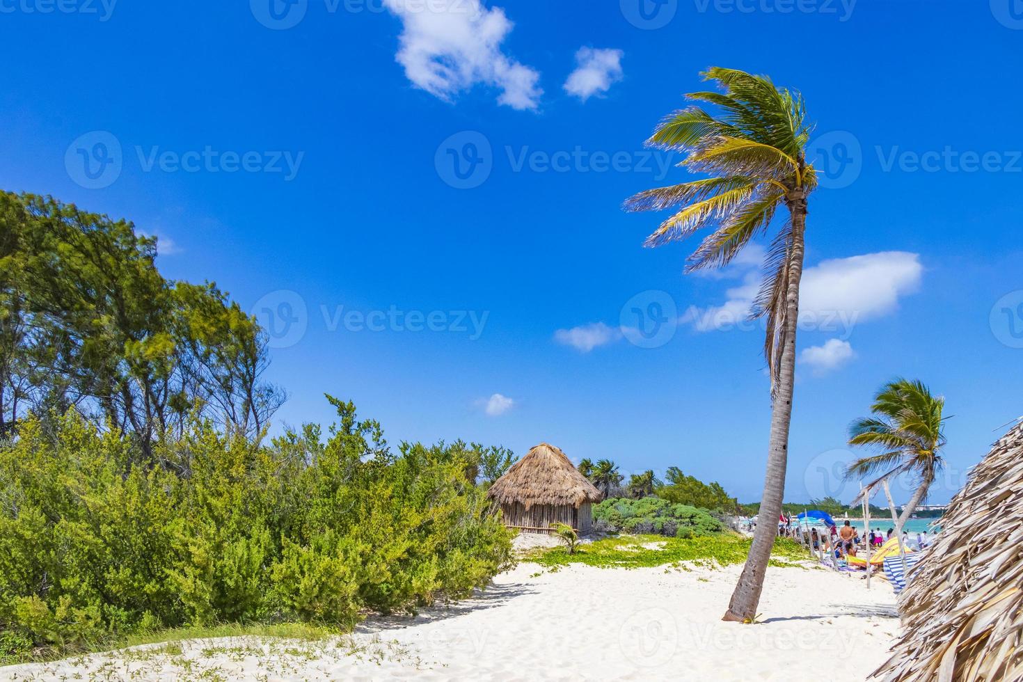 tropisch natuurlijk strand 88 palmboom playa del carmen mexico. foto