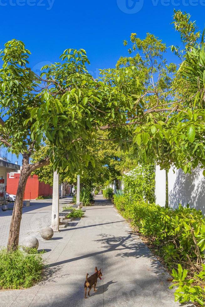 typische straat en natuurlijke voetgangerspaden van playa del carmen. foto