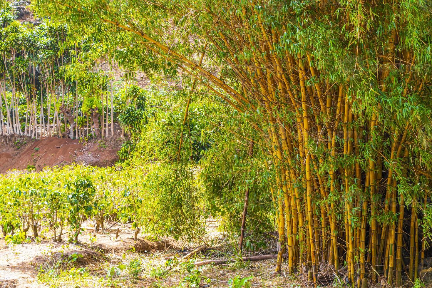 groen geel bamboe bomen tropisch bos san jose costa rica. foto