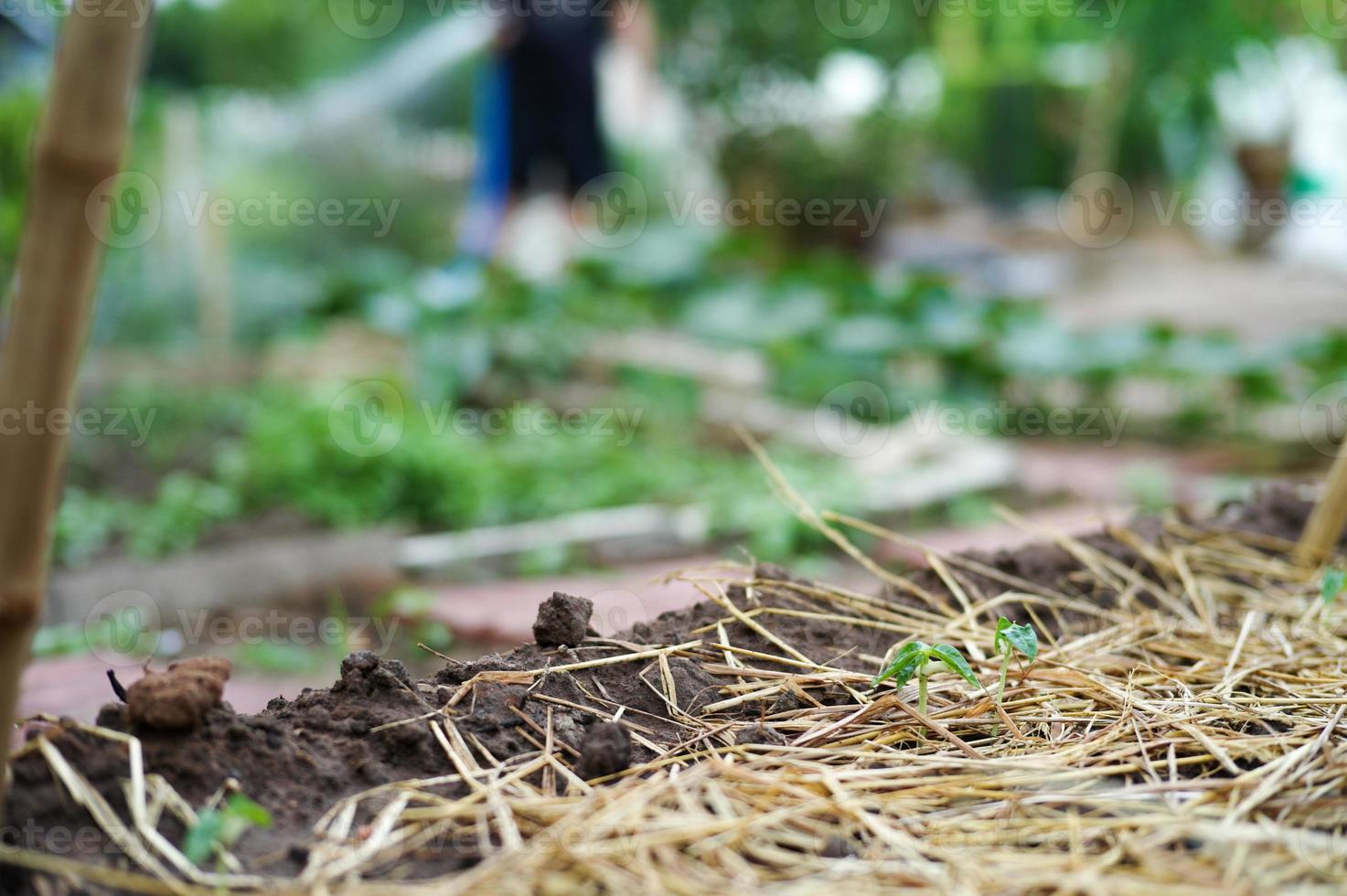 close-up jonge kleine boom groeit in de grond bedekt met het stro foto