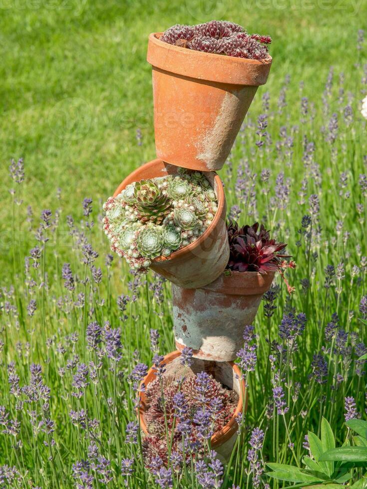 zomertijd in de tuin foto