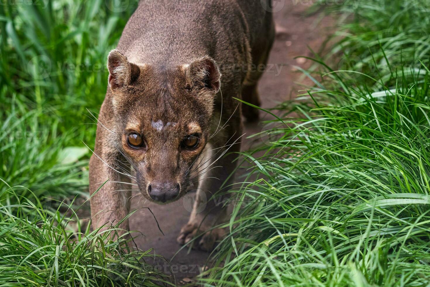 endemisch Madagascar fossa rennen Aan de pad, cryptografie ferox foto