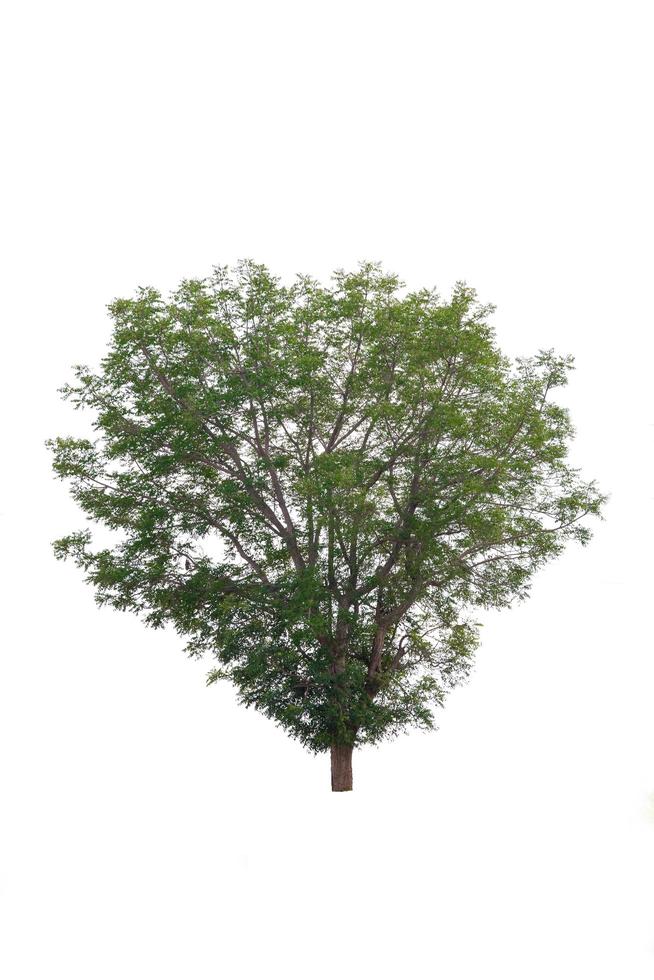 groene boom geïsoleerd op een witte achtergrond foto