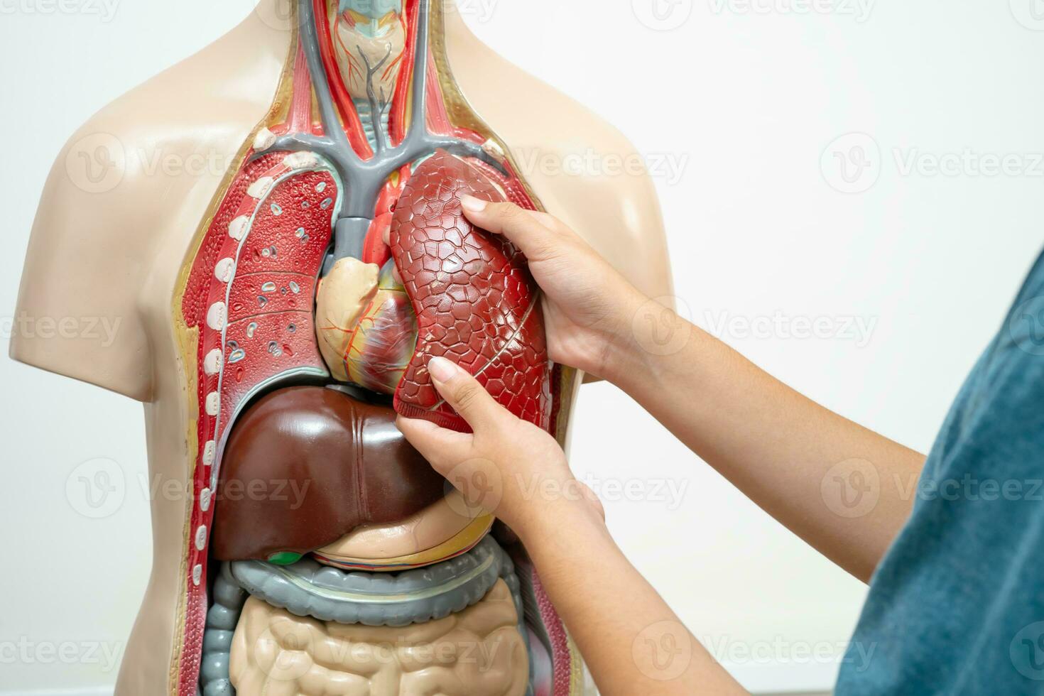 leerling tiener- aan het leren anatomie biologie met menselijk lichaam model- in klas Bij hoog school. foto