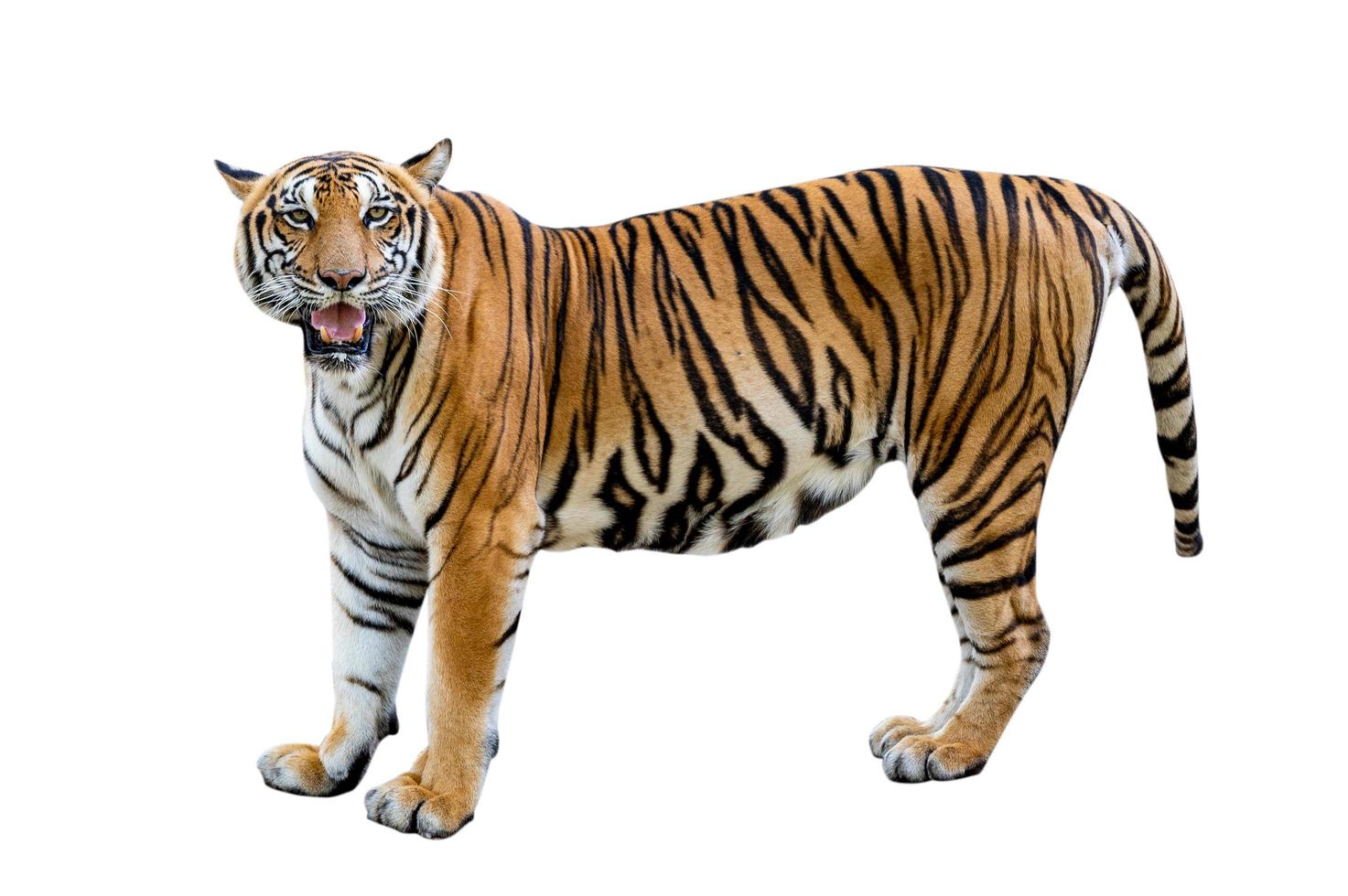 tijger witte achtergrond isolaat volledig lichaam foto