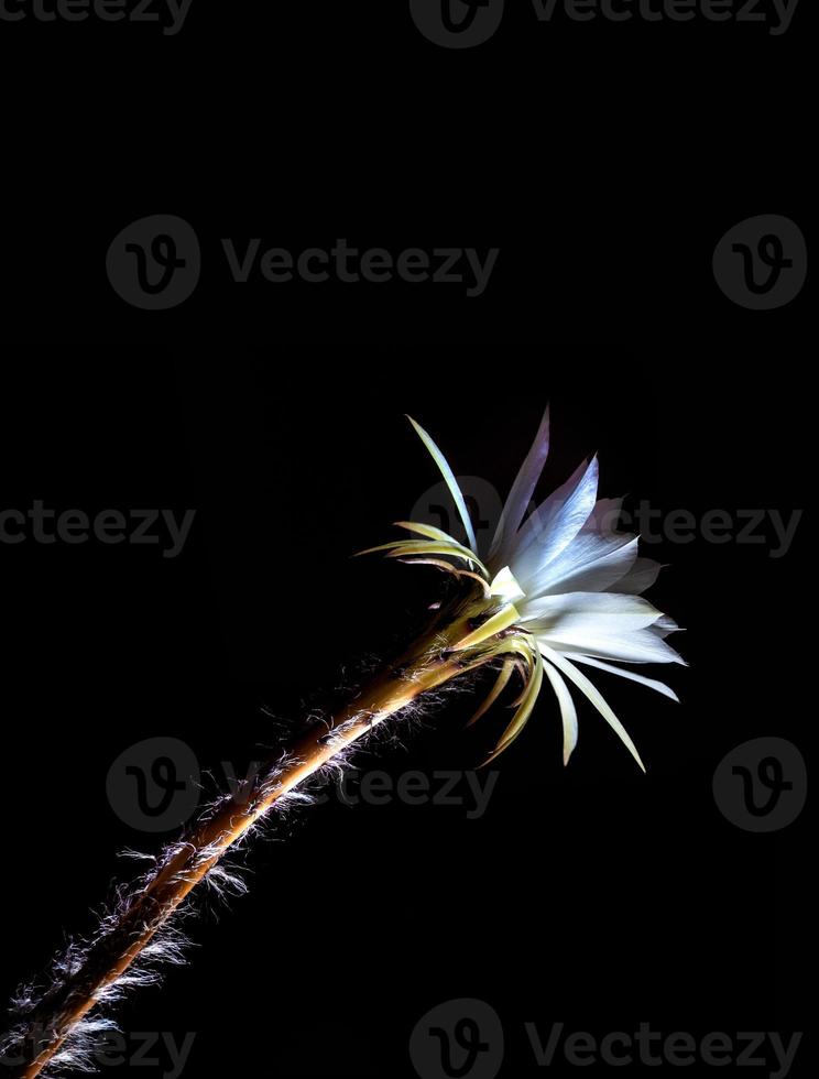 witte kleur met pluizig harig van cactusbloem op zwarte achtergrond foto