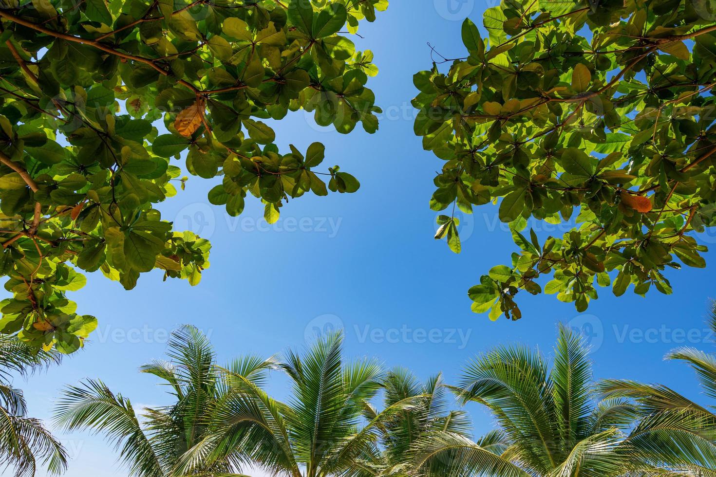 onderaanzicht naar tropisch palmbomenblad foto