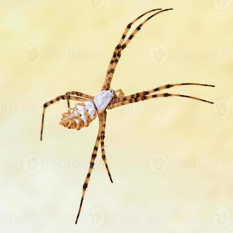 spin argiope lobata, gelobde argiope, vrouwtje. macro-opname. foto
