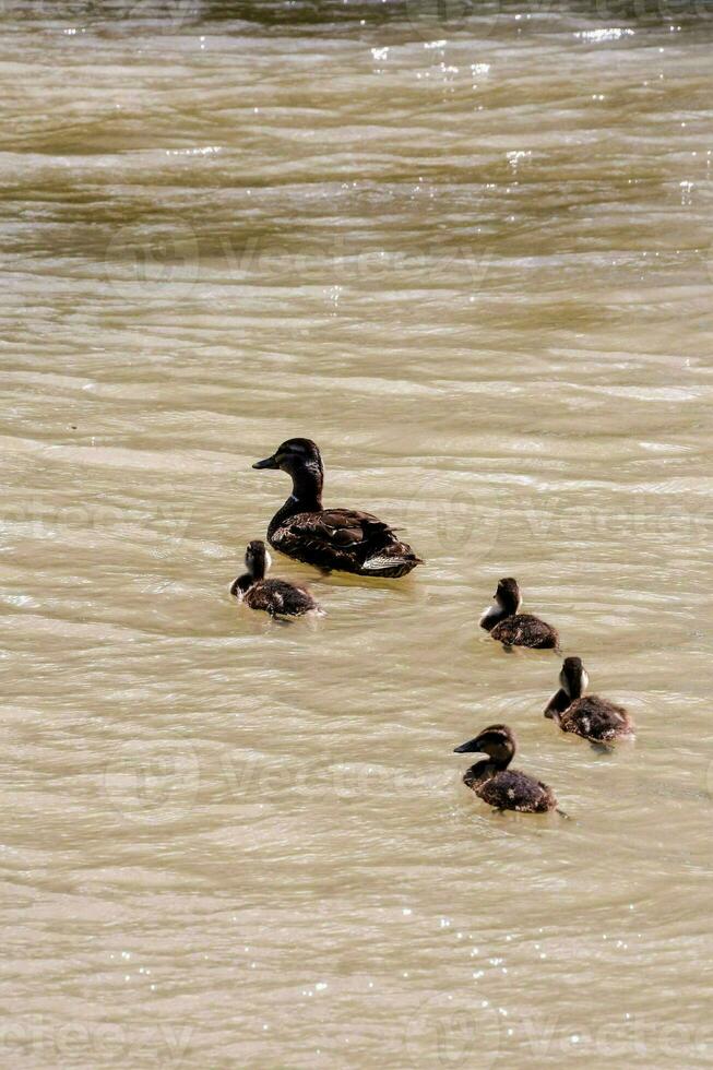 een familie van eenden zwemmen in de water foto