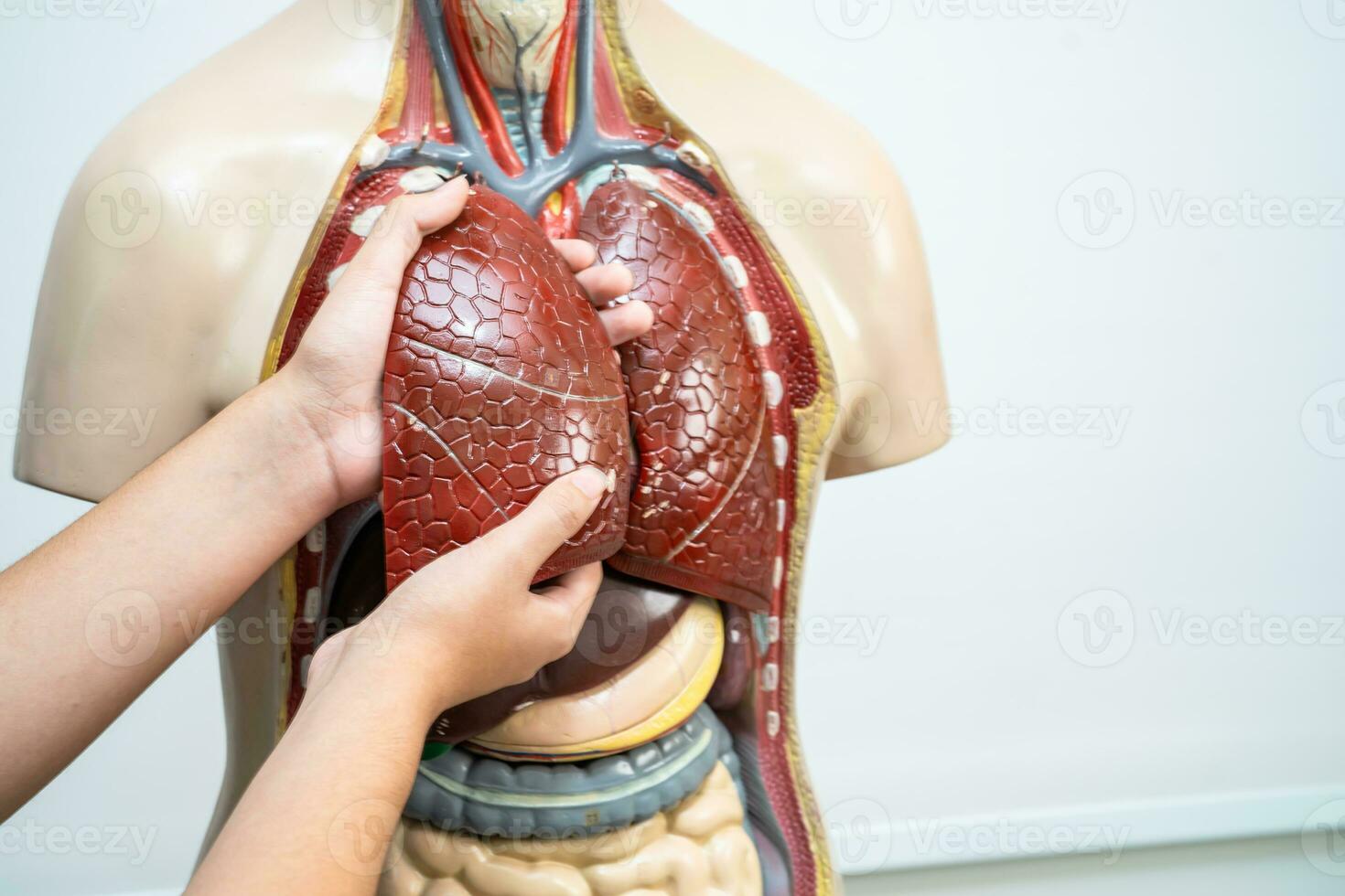 leerling tiener- aan het leren anatomie biologie met menselijk lichaam model- in klas Bij hoog school. foto