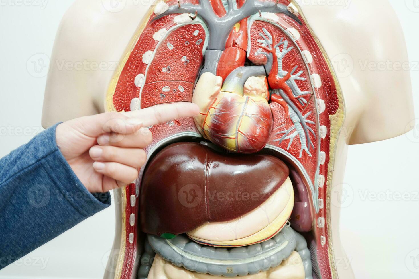 Aziatisch leerling aan het leren met menselijk lichaam model- in anatomie biologie in klas Bij hoog school. foto