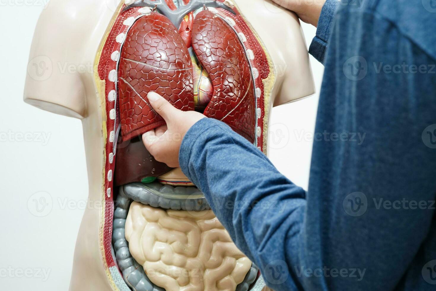 Aziatisch leerling aan het leren met menselijk lichaam model- in anatomie biologie in klas Bij hoog school. foto