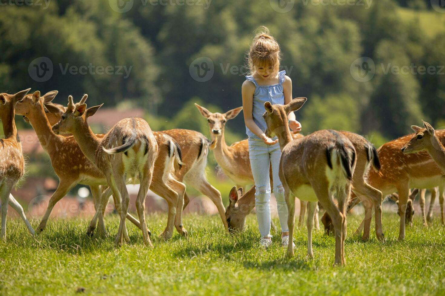 weinig meisje tussen rendier kudde Aan de zonnig dag foto