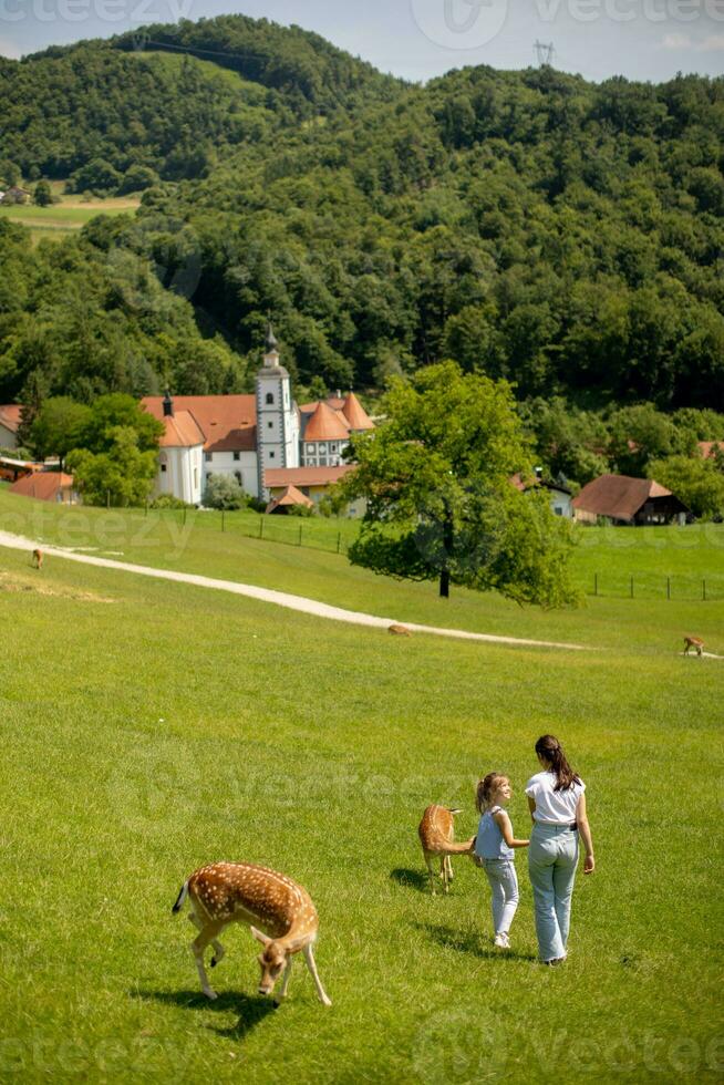 weinig meisjes wandelen tussen rendier kudde Aan de zonnig dag foto