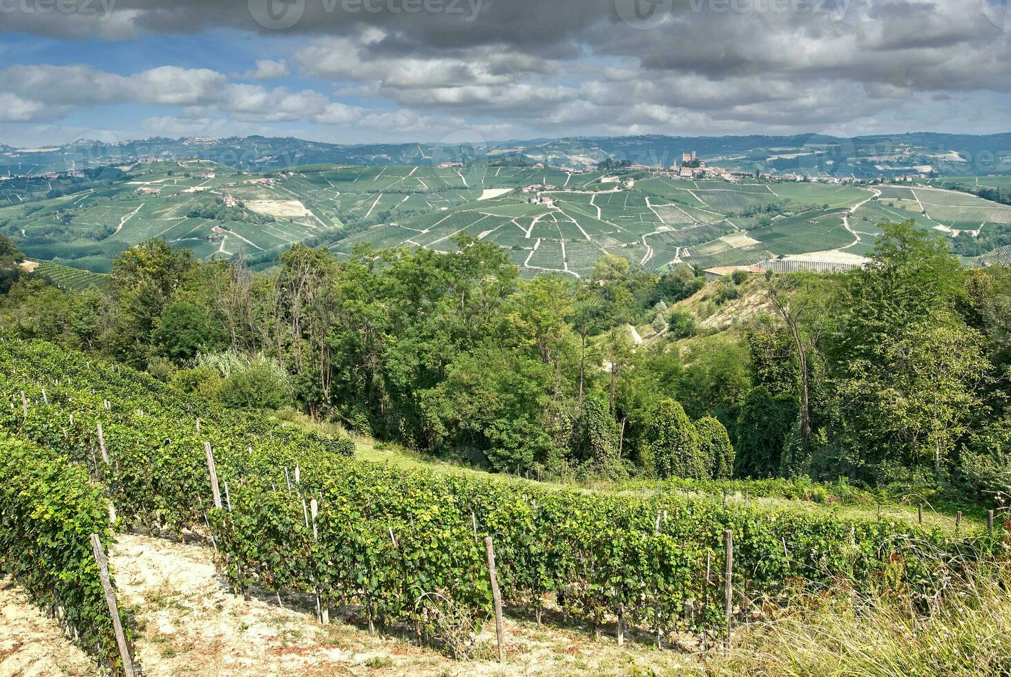 wijngaard landschap in Piemonte, Italië foto