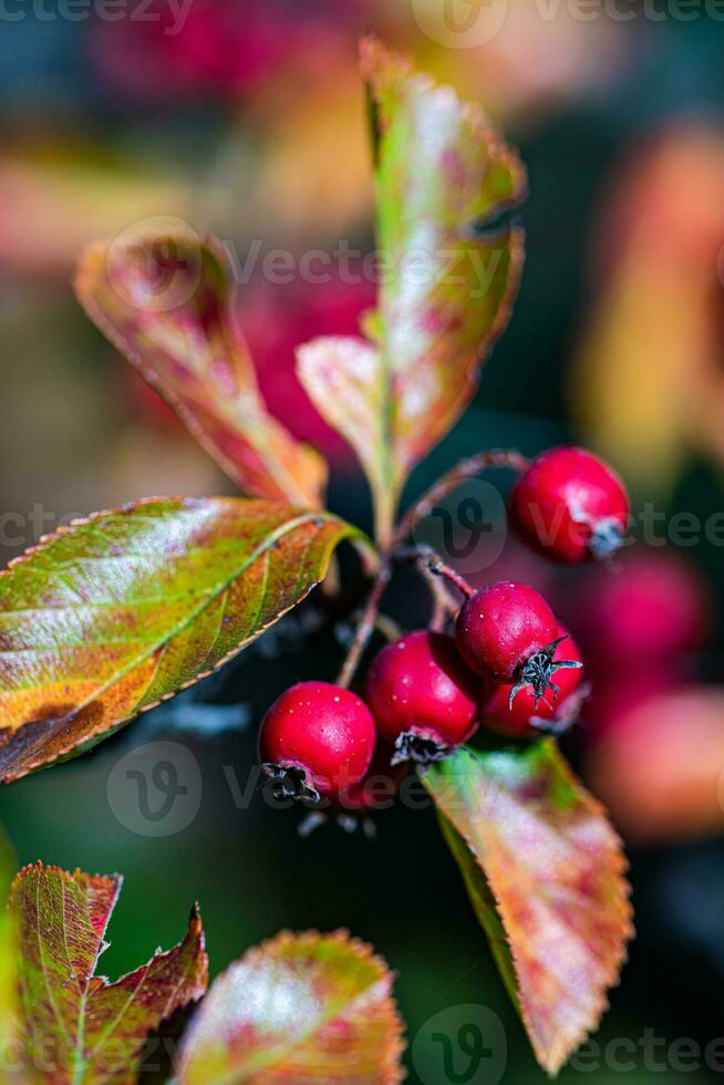 rood wild bessen Aan de struik foto