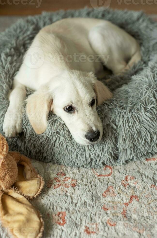 een puppy van een gouden retriever is resting in een hond bed. foto