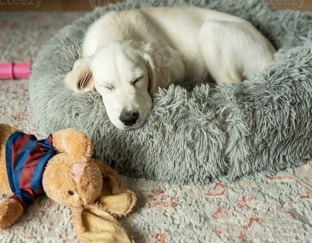 een puppy van een gouden retriever is resting in een hond bed. foto