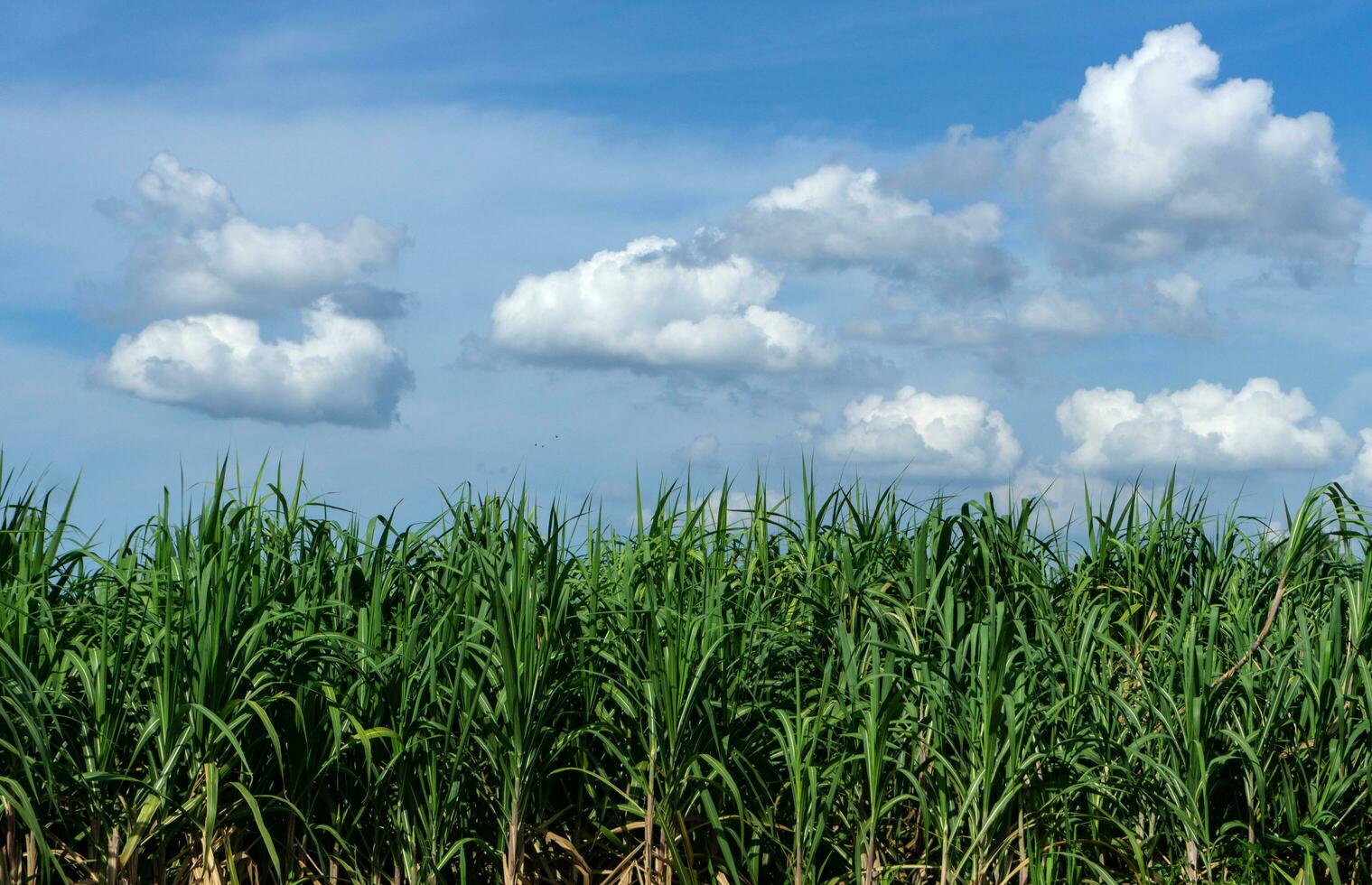 suiker riet veld- met blauw lucht en wolk in Thailand foto