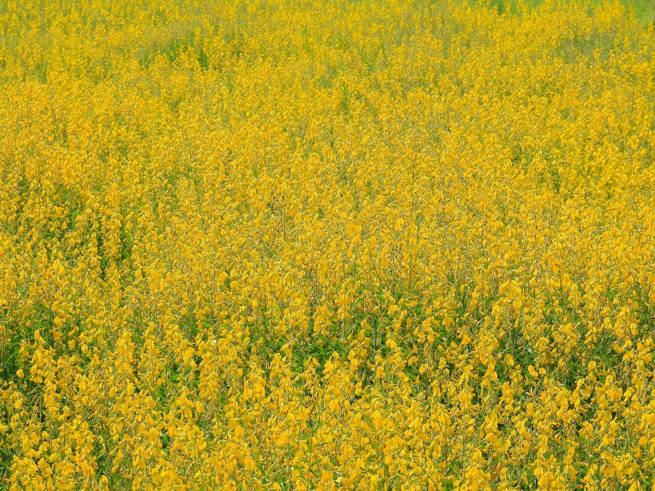 geel bloem velden achtergrond foto