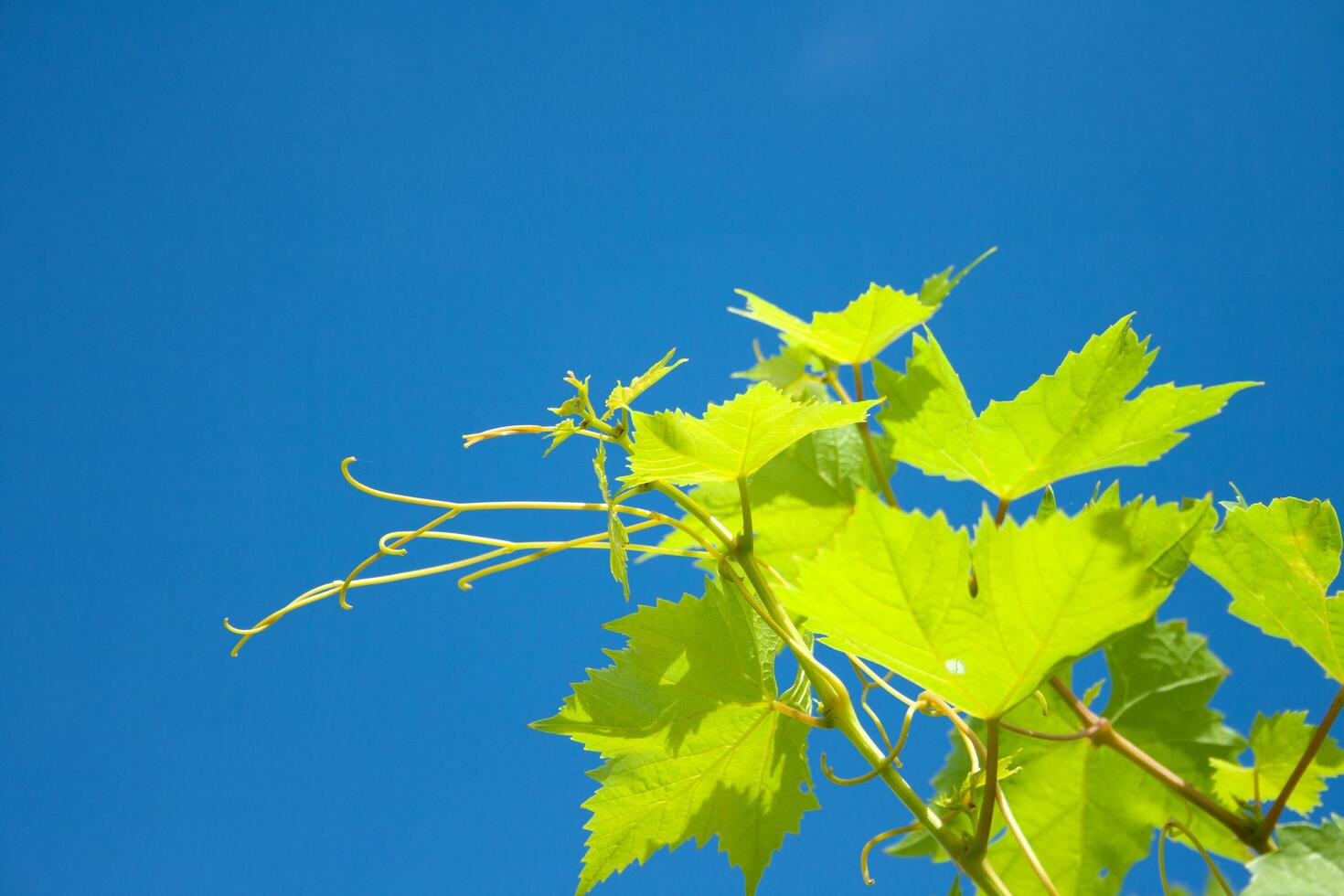 groen Liaan bladeren . groen wijnstok takje Aan blauw lucht foto