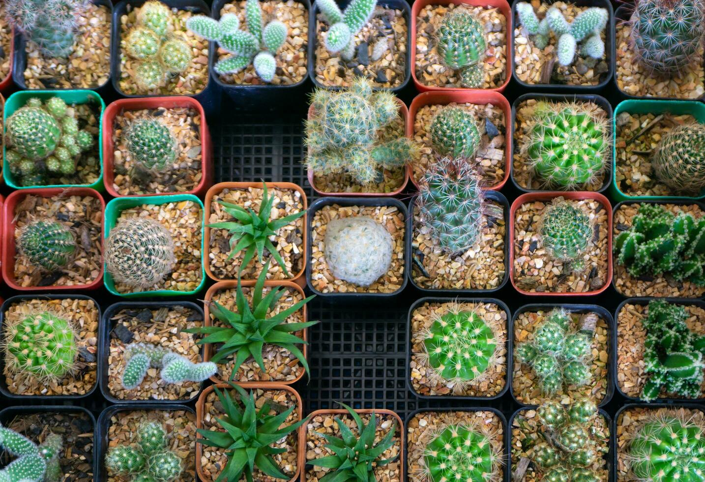 groep van veel cactus in pot, een cactus is een lid van de fabriek familie cactaceae foto