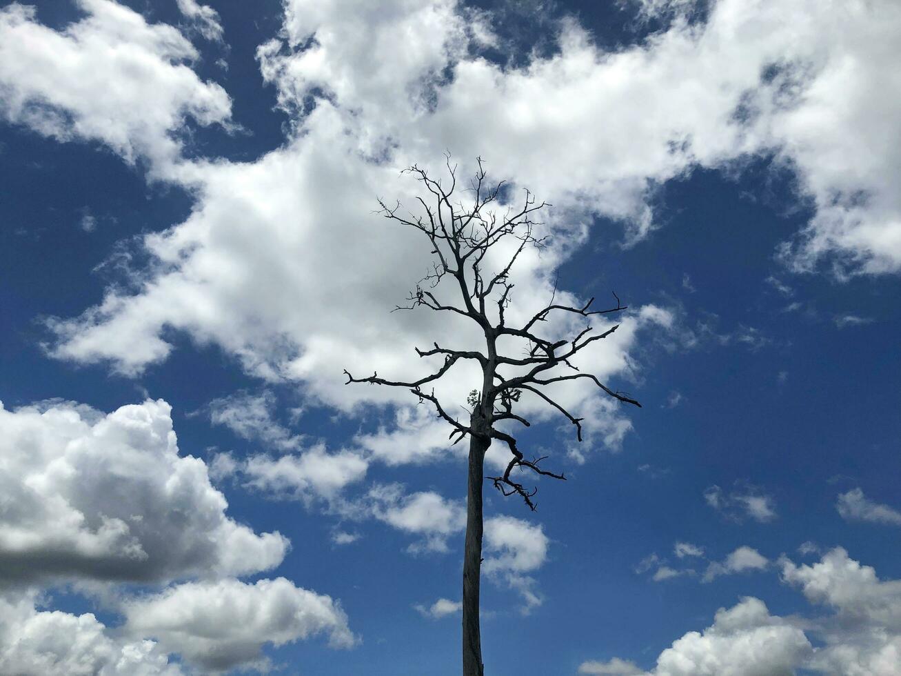 blauw lucht en wolken met dood bomen en leeg takken foto