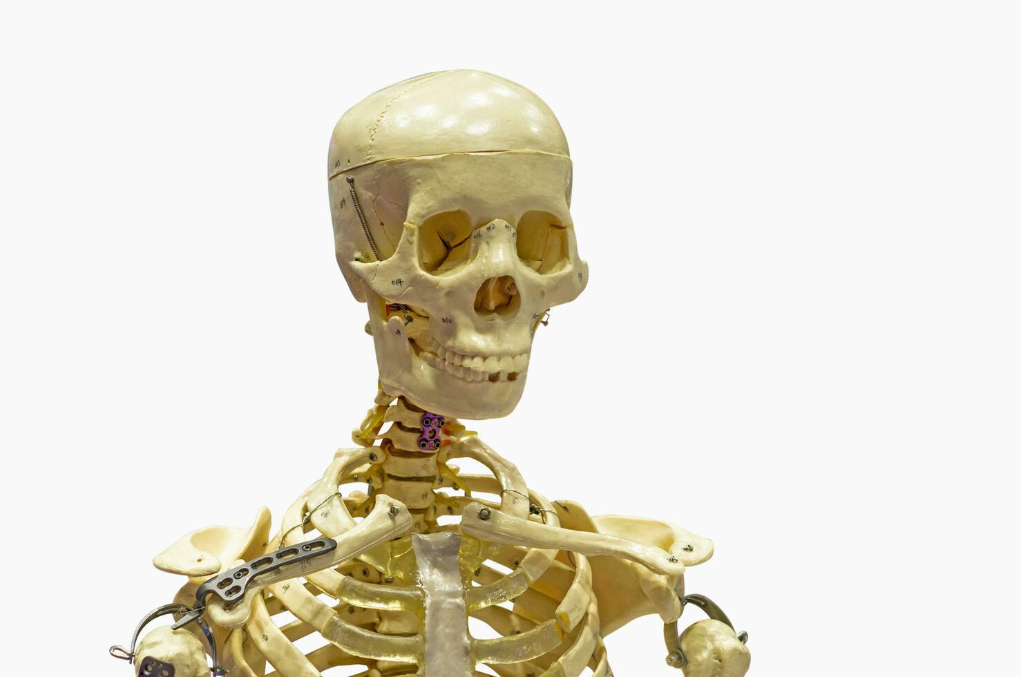 detailopname van menselijk skelet Aan wit achtergrond. foto