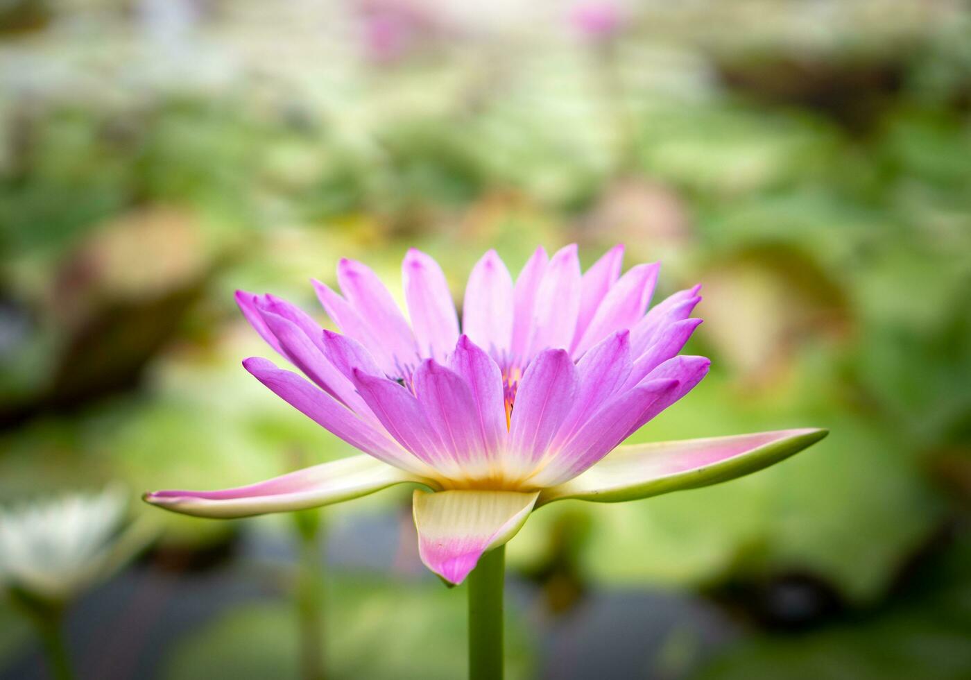 roze lotus bloemen in de lotus vijver foto