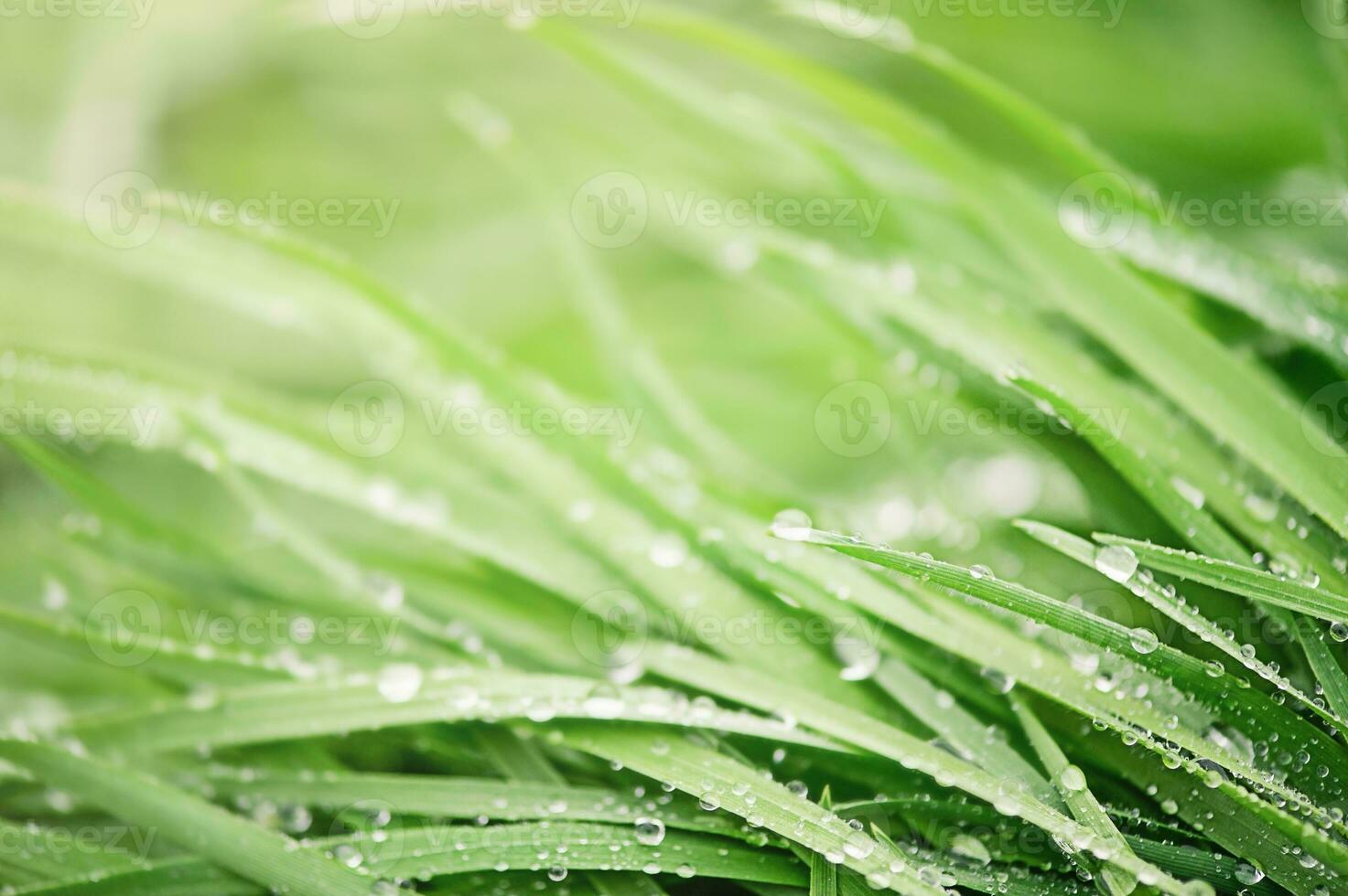 prima focus een deel Aan groen gras met regendruppels en groot onscherp een deel. foto