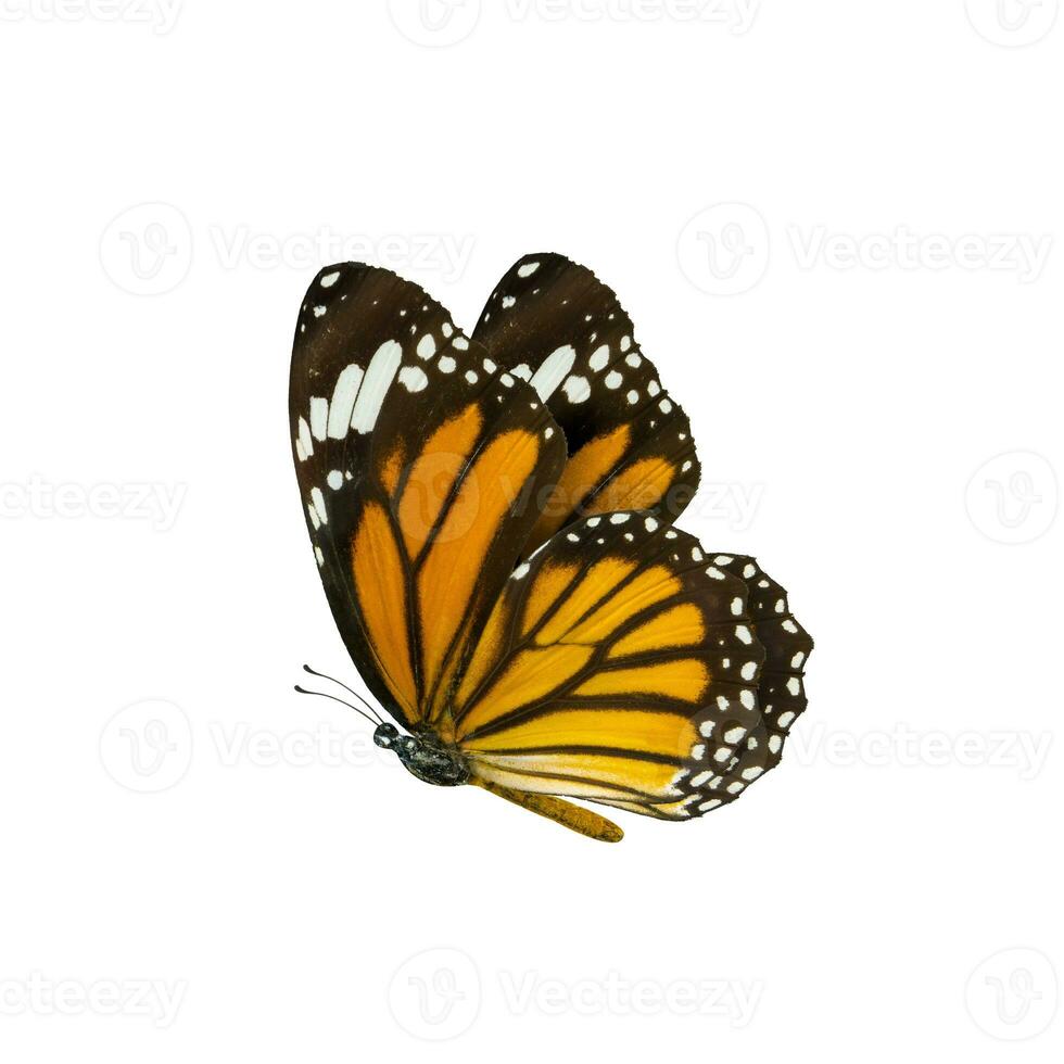 gemeenschappelijk tijger vlinder , danau genutia , monarch vlinder isol foto