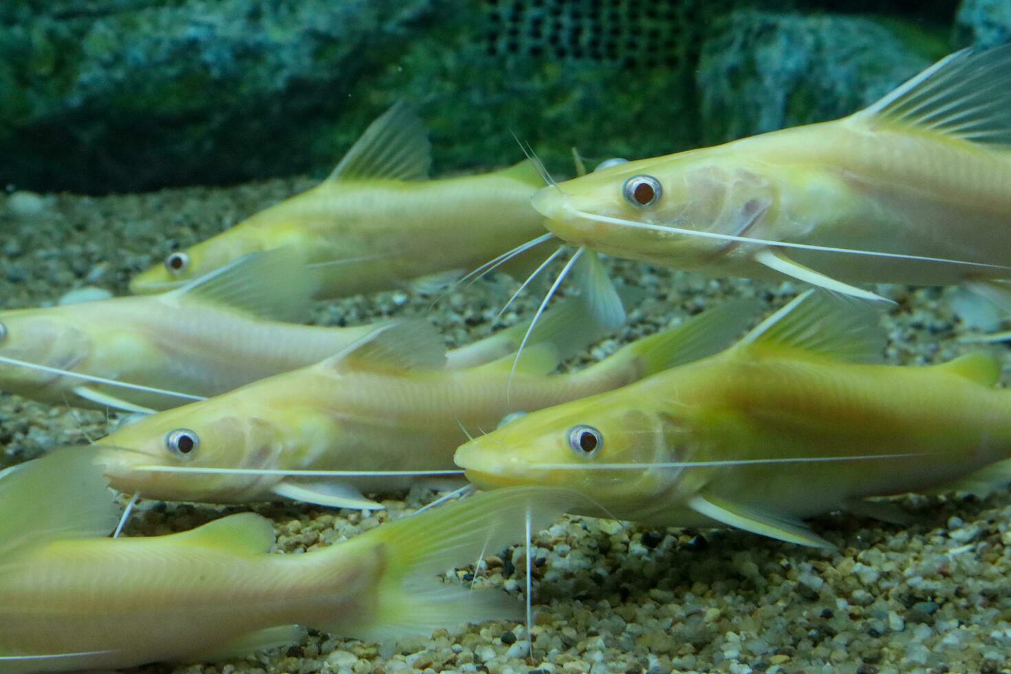 groep van albino geel mytus in een aquarium. detailopname. foto