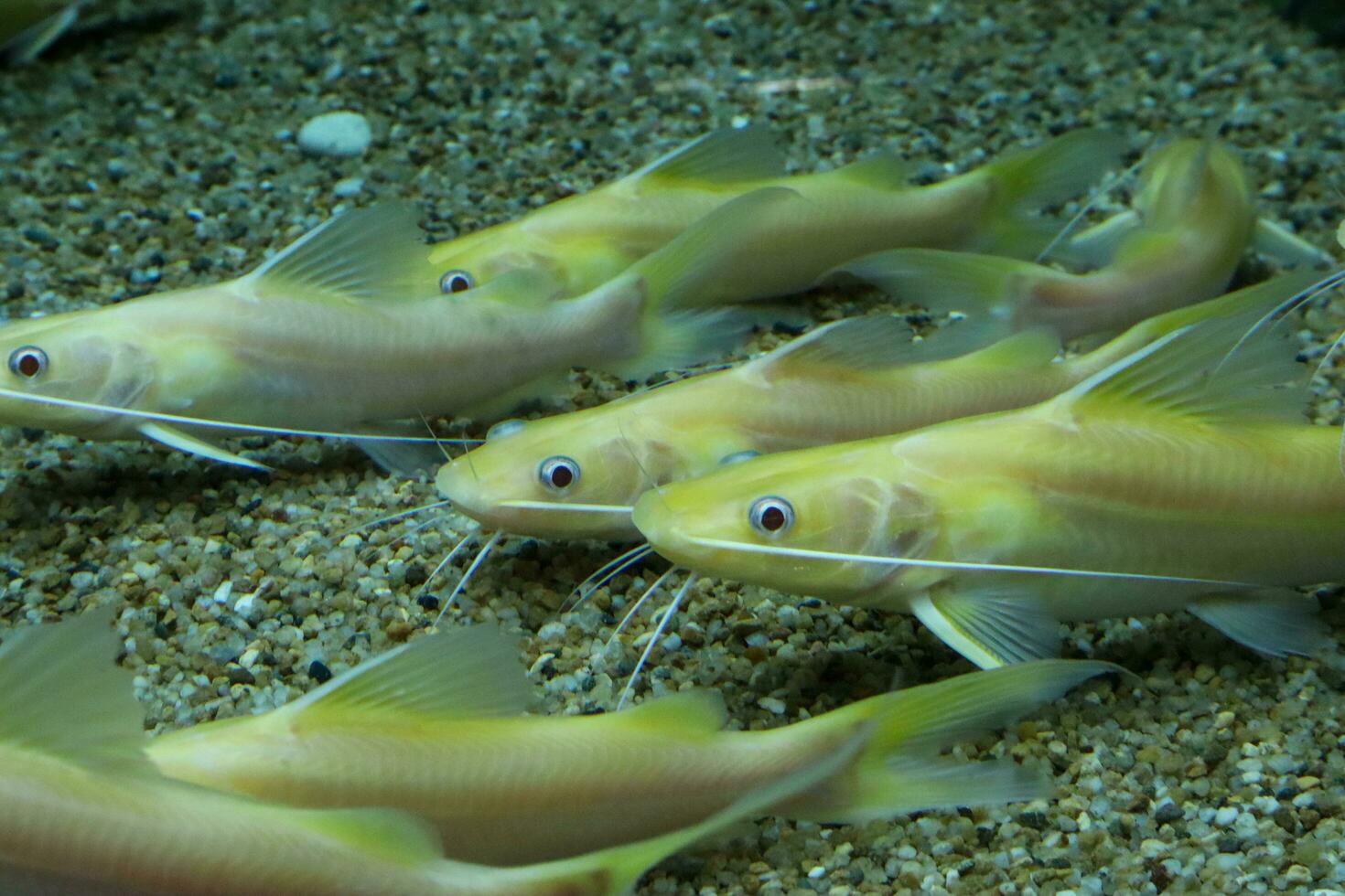 groep van albino geel mytus in een aquarium. detailopname. foto