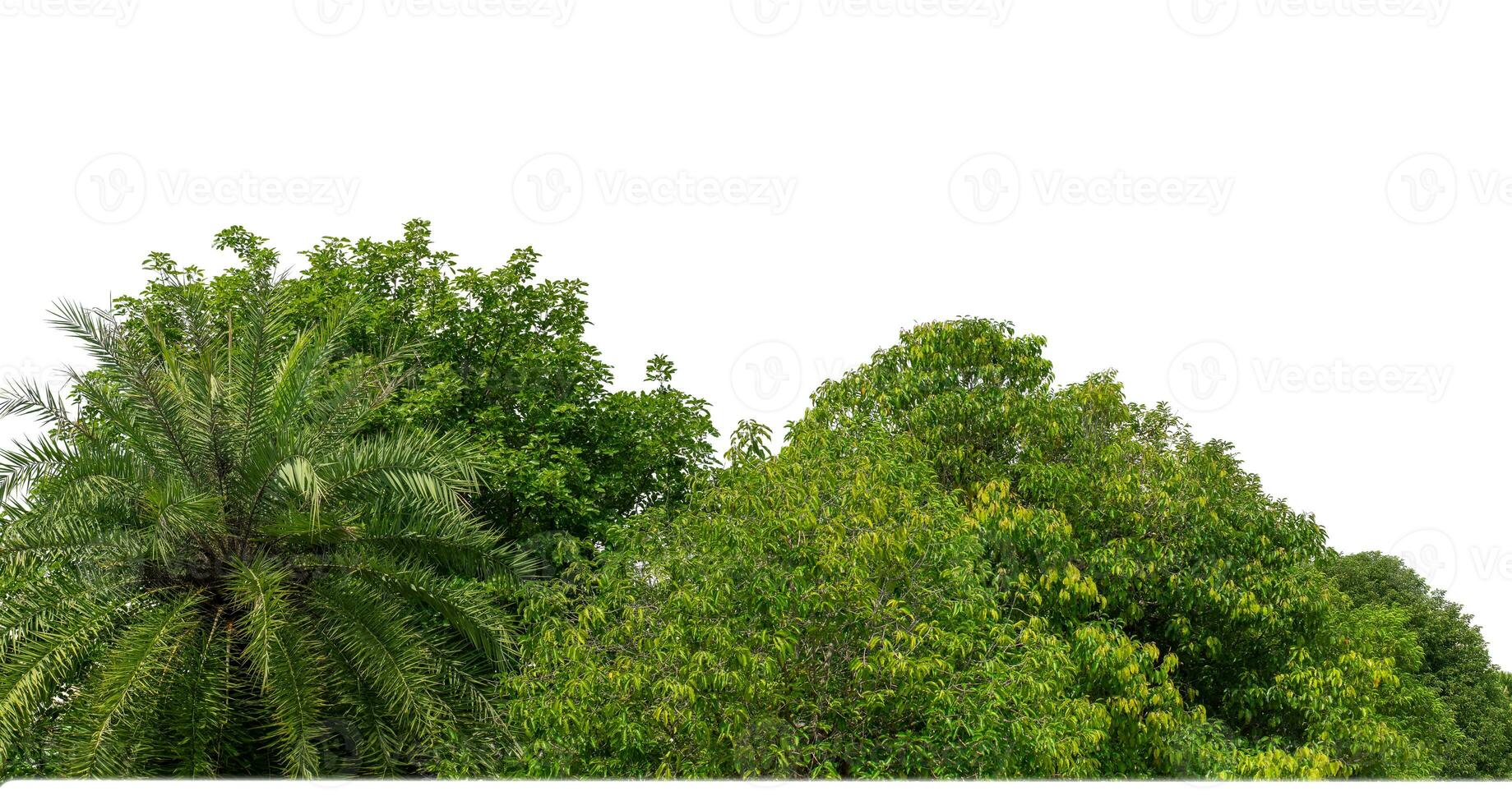 groen bomen geïsoleerd Aan wit achtergrond.zijn Woud en gebladerte in zomer voor beide het drukken en web Pagina's met besnoeiing pad en alpha kanaal. foto