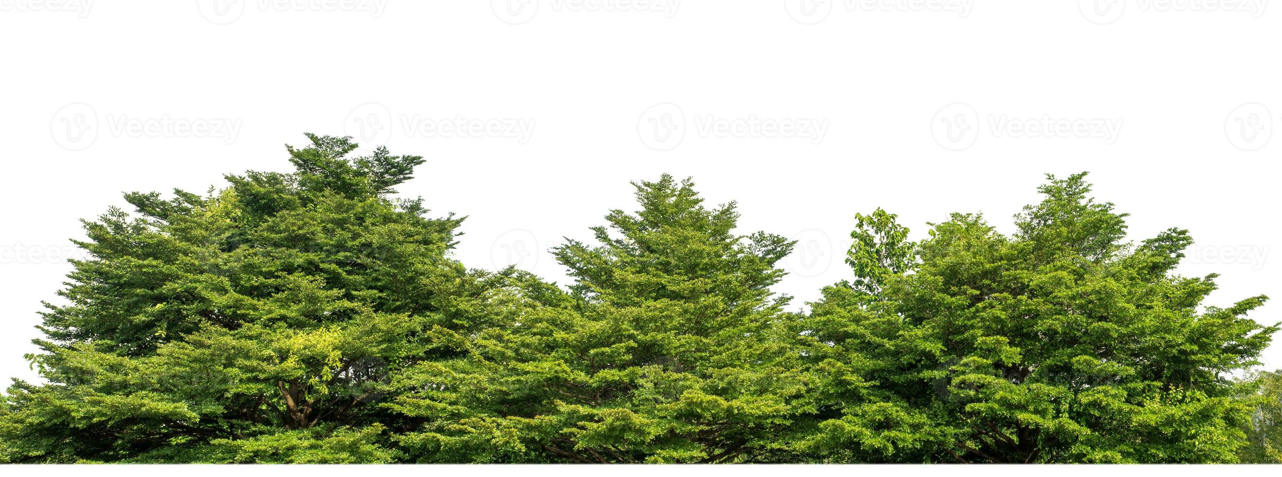 groen bomen geïsoleerd Aan wit achtergrond.zijn Woud en gebladerte in zomer voor beide het drukken en web Pagina's met besnoeiing pad en alpha kanaal. foto