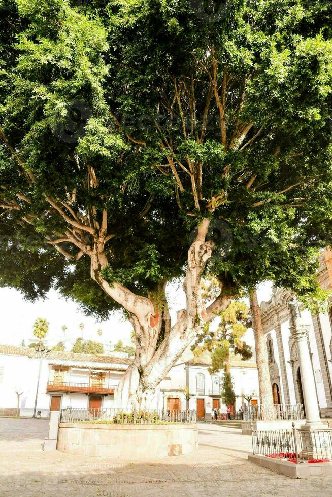een groot boom in de midden- van een plein foto