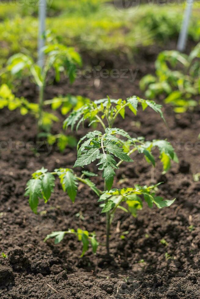 jong tomaat zaailingen toenemen in de tuin in voorjaar foto