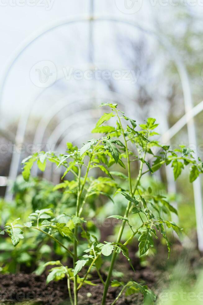 jong tomaat zaailingen geplant in een tuin bed binnen een kas in een dorp in voorjaar foto